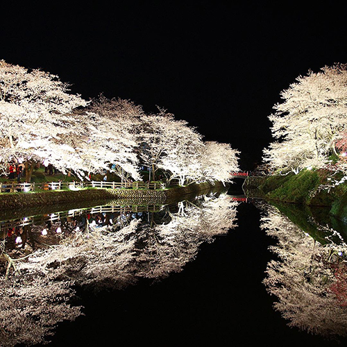 鳥取市鹿野町にある鹿野城跡の桜