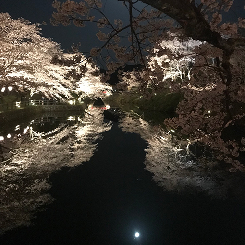 鳥取市鹿野町にある鹿野城跡の桜